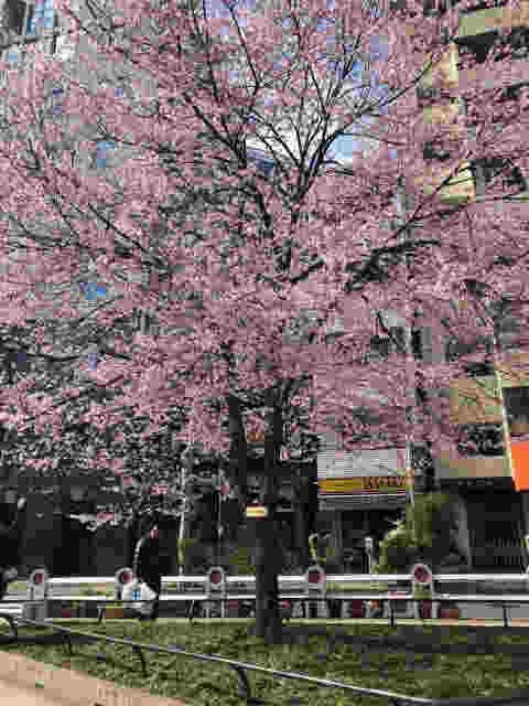 靖国通り神田須田町の桜