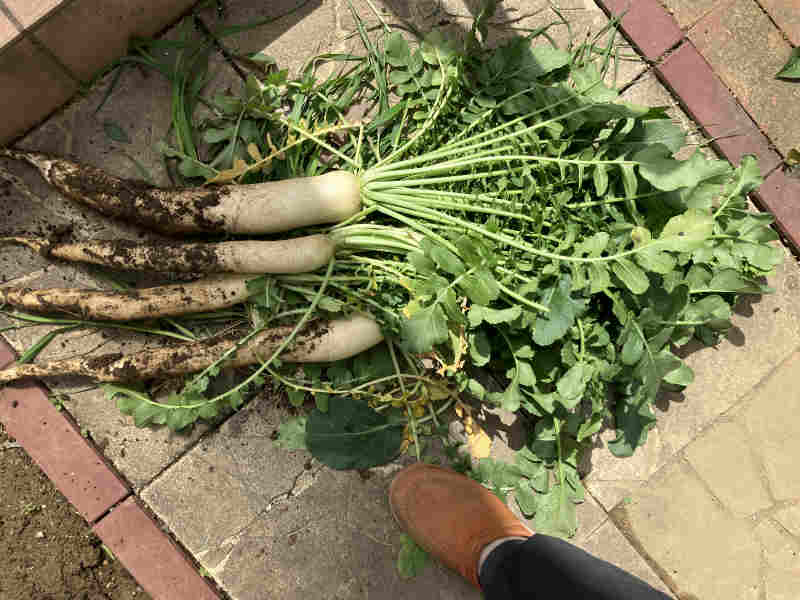 庭の野菜